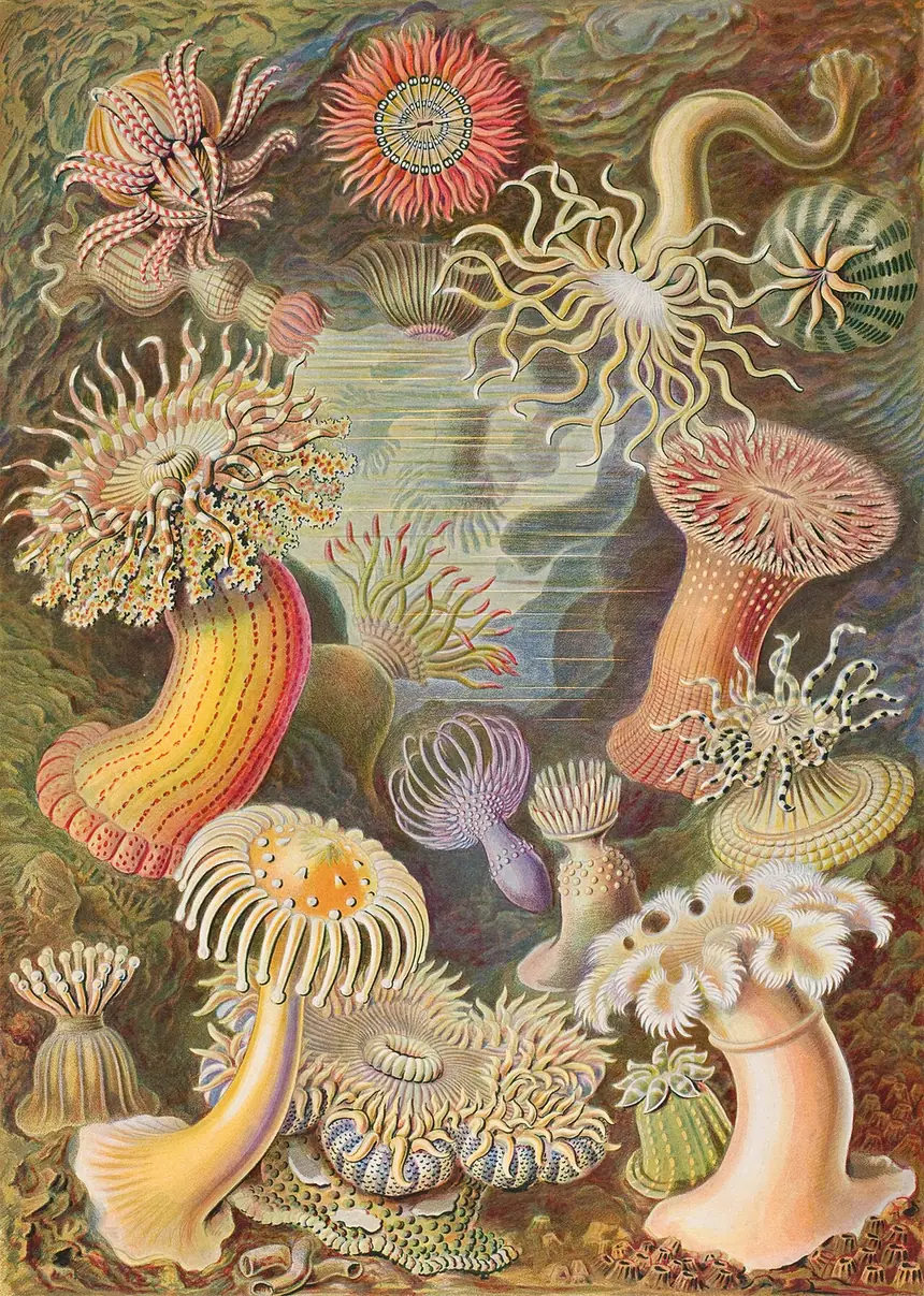 Ernst Haeckel’s colour plate of sea anemones: striped columns crowned with tentacles in orange, pink and ochre.