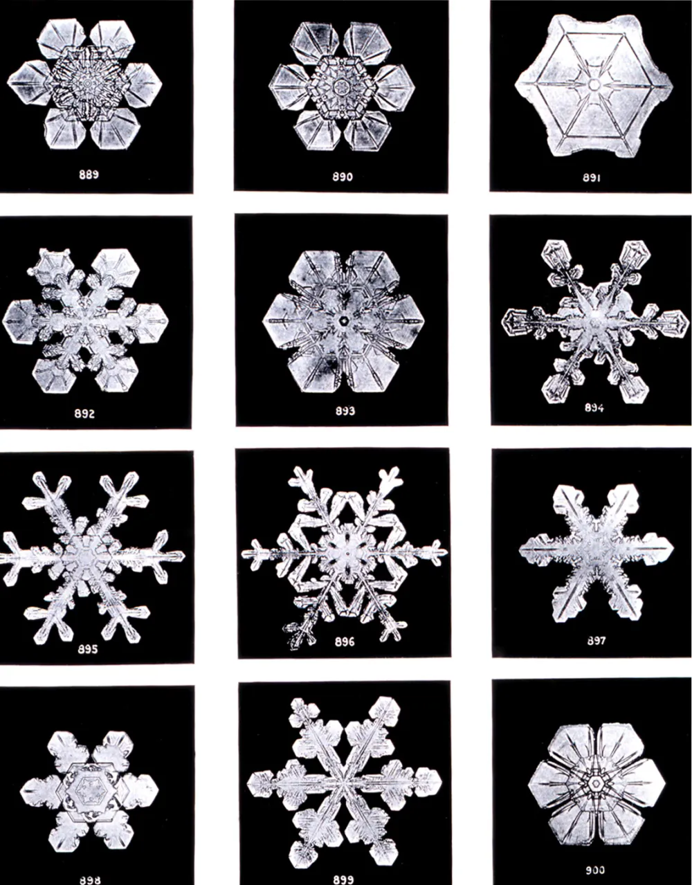 Grid of twelve snow crystals photographed by Wilson Bentley.