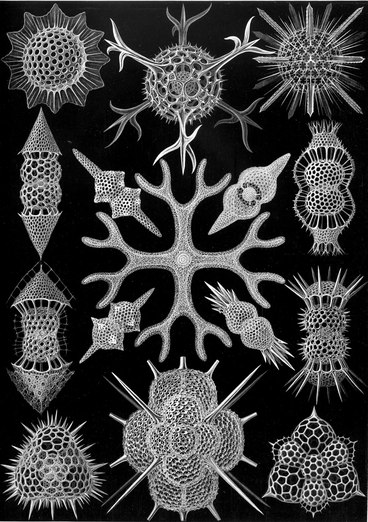 Ernst Haeckel’s plate of radiolarians: intricate symmetrical microscopic skeletons on black.